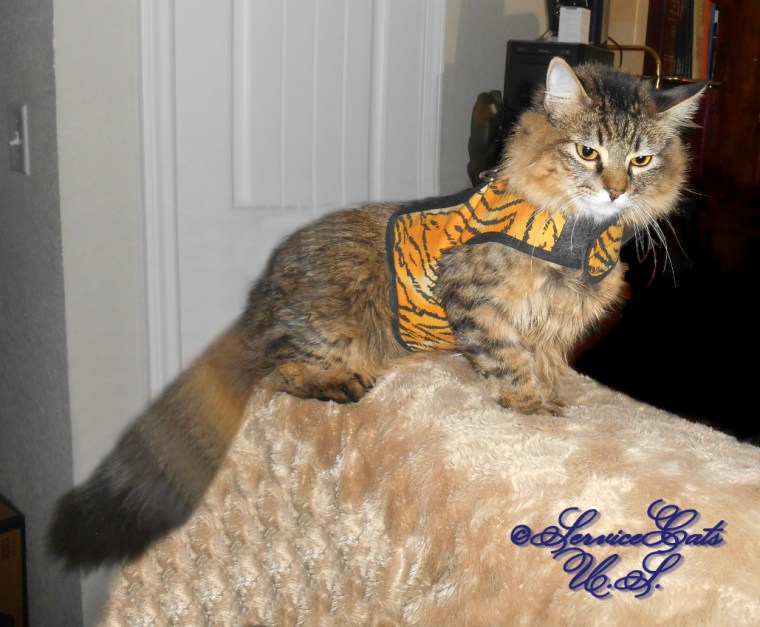 Zebby sits on chair back in harness