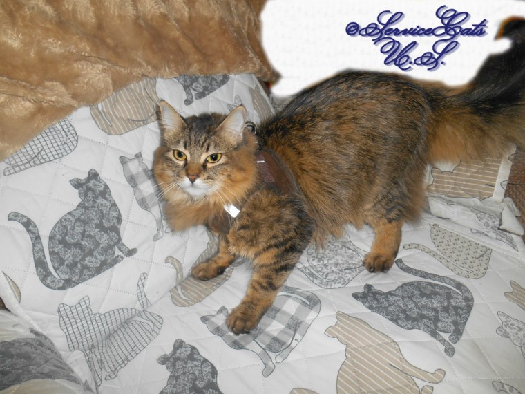 Zebby crouches in chair in harness