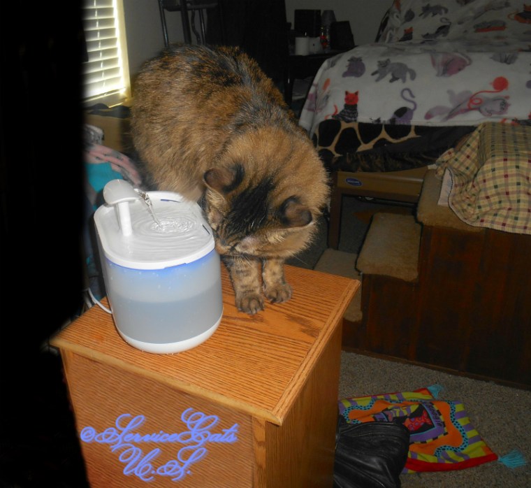 Zebby checks out the petlibro capsule drinking fountain