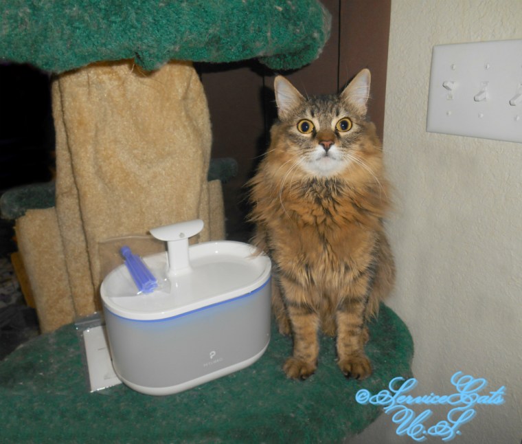 Zebby poses with the Petlibro capsule drinking fountain, selfie