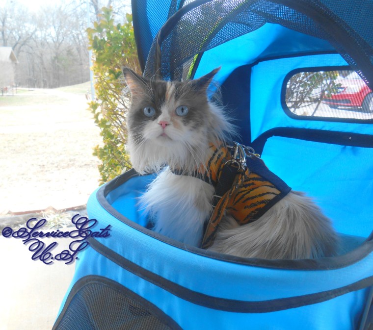 Raena poses in the stroller