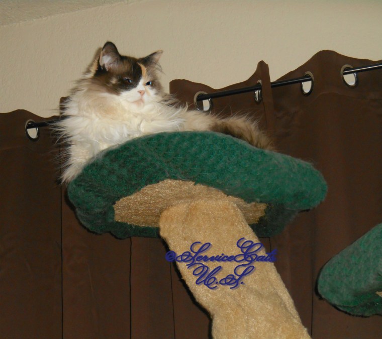 Raena lays atop cat tree