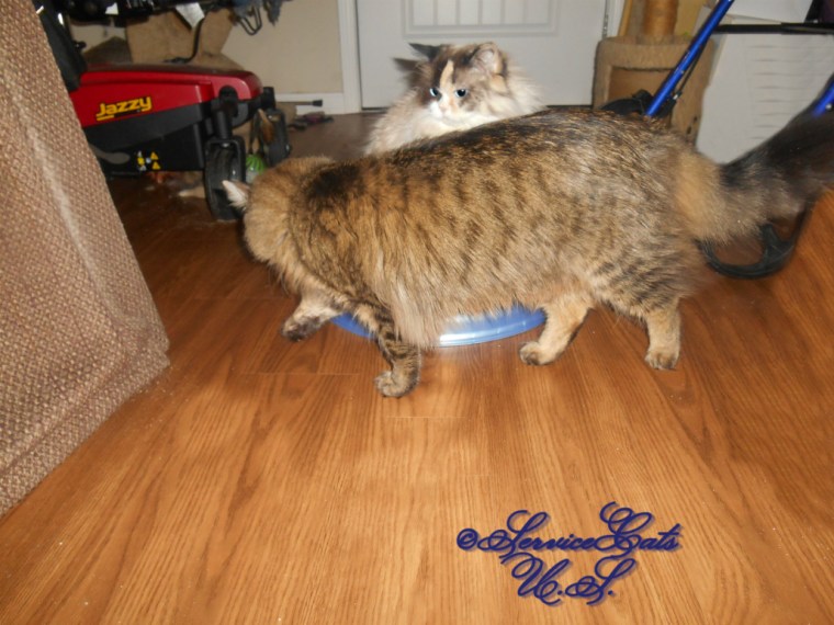 Raena and Zebby with the turbo scratcher toy