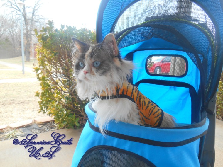 Raena sits in stroller