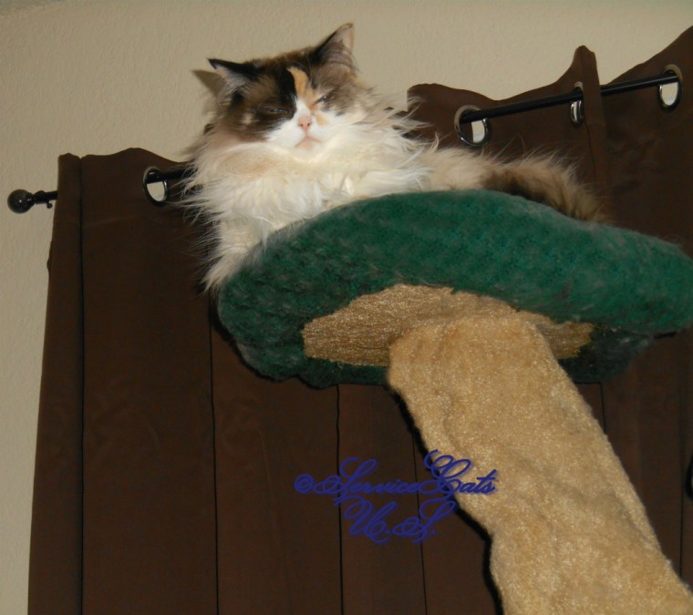 Raena lays atop cat tree squinting eyes