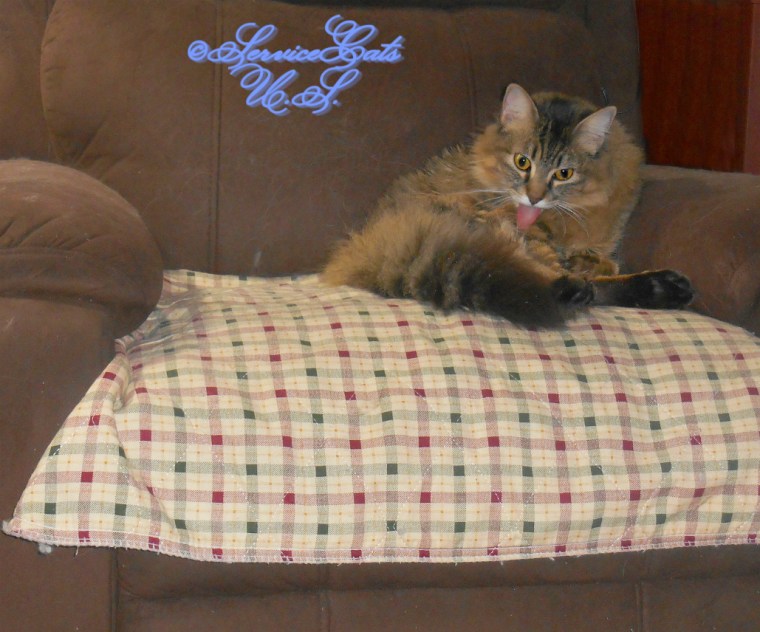 Zebby bathes with his tongue out in the chair