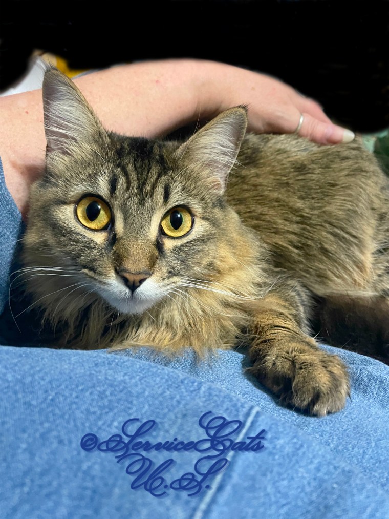 Zebby gets lap loving, selfie