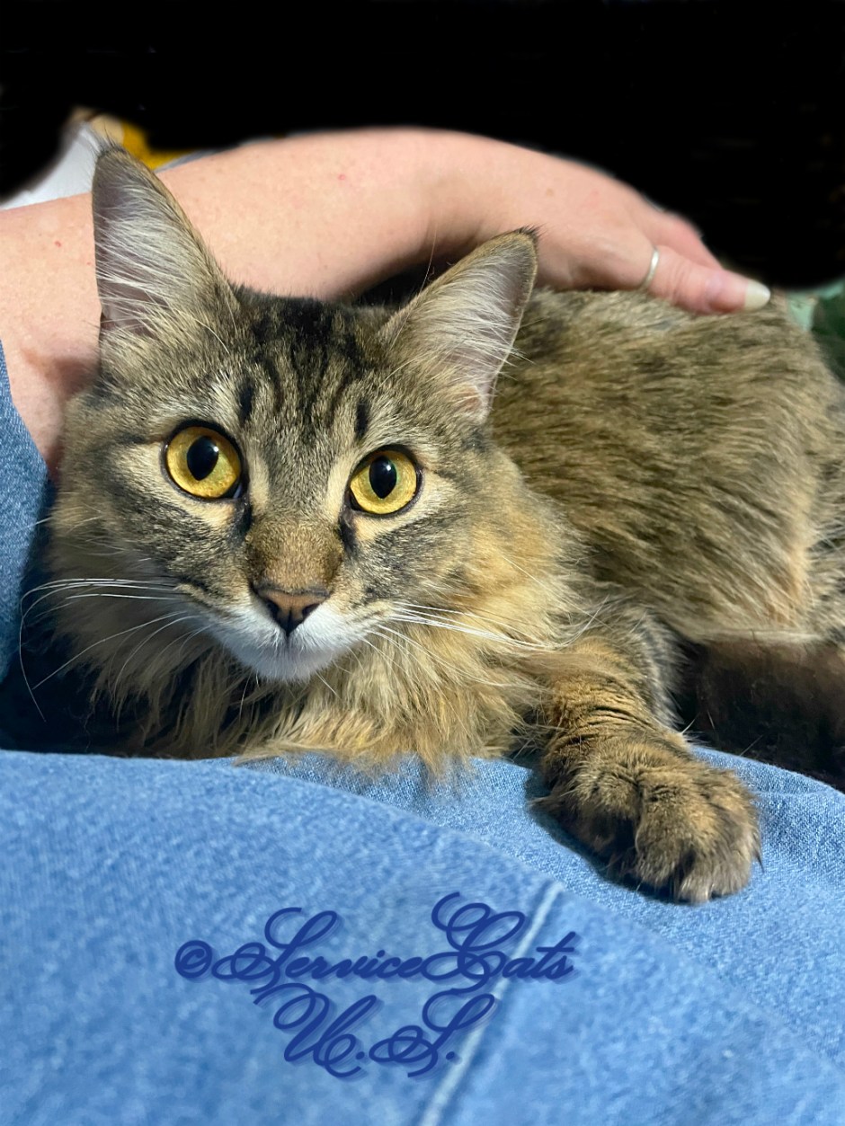 Zebby gets lap loving, selfie