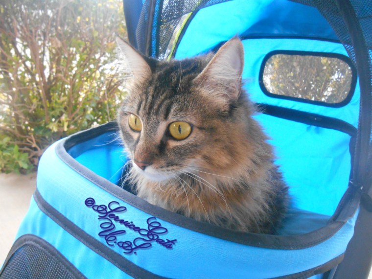 Zebby looks out from the stroller