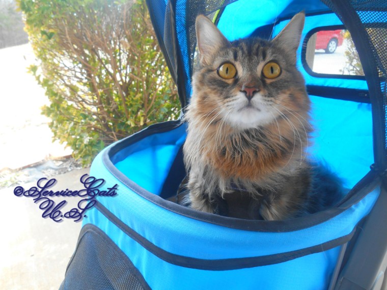 Zebby poses in the stroller