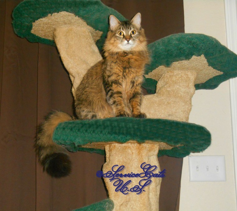 Zebby sits pretty atop the cat tree