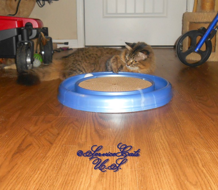 Zebby plays with the new turbo scrratcher