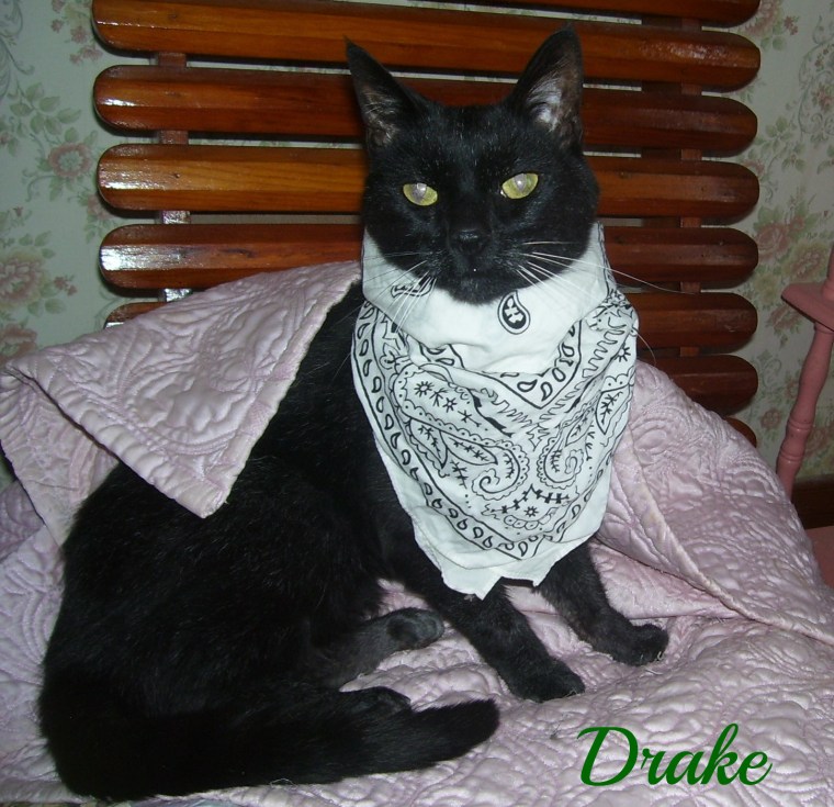 Drake in bandana