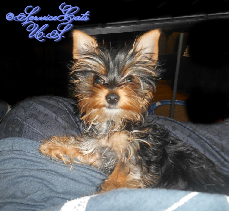 Hadley in mommy A's lap