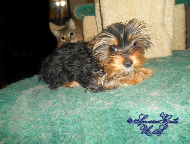 Zebby peeks at Hadley laying on the cat tree