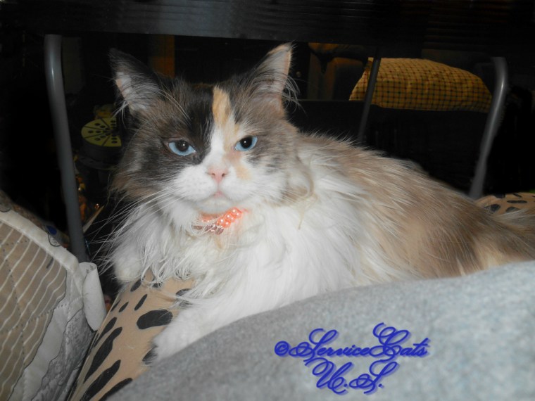 RaenaBelle gets lap loving while wearing her new pearl necklace