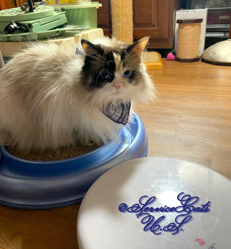 Raena lays on scratcher in bandana