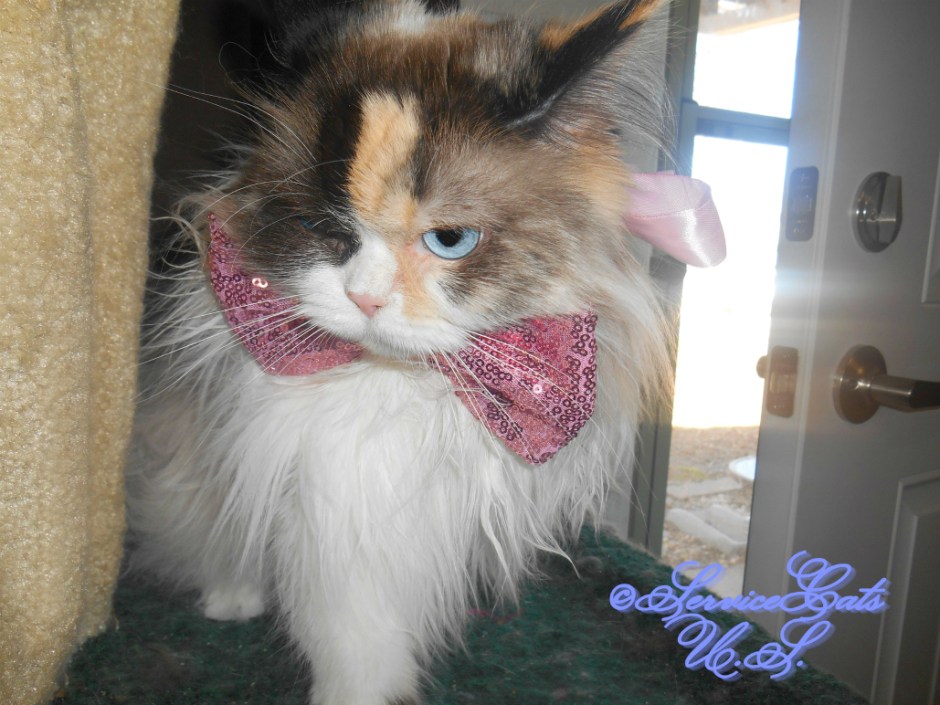 Raena poses in pink bow tie on cat tree