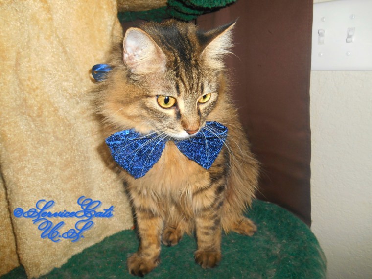 Zebby in his blue birthday bowtie