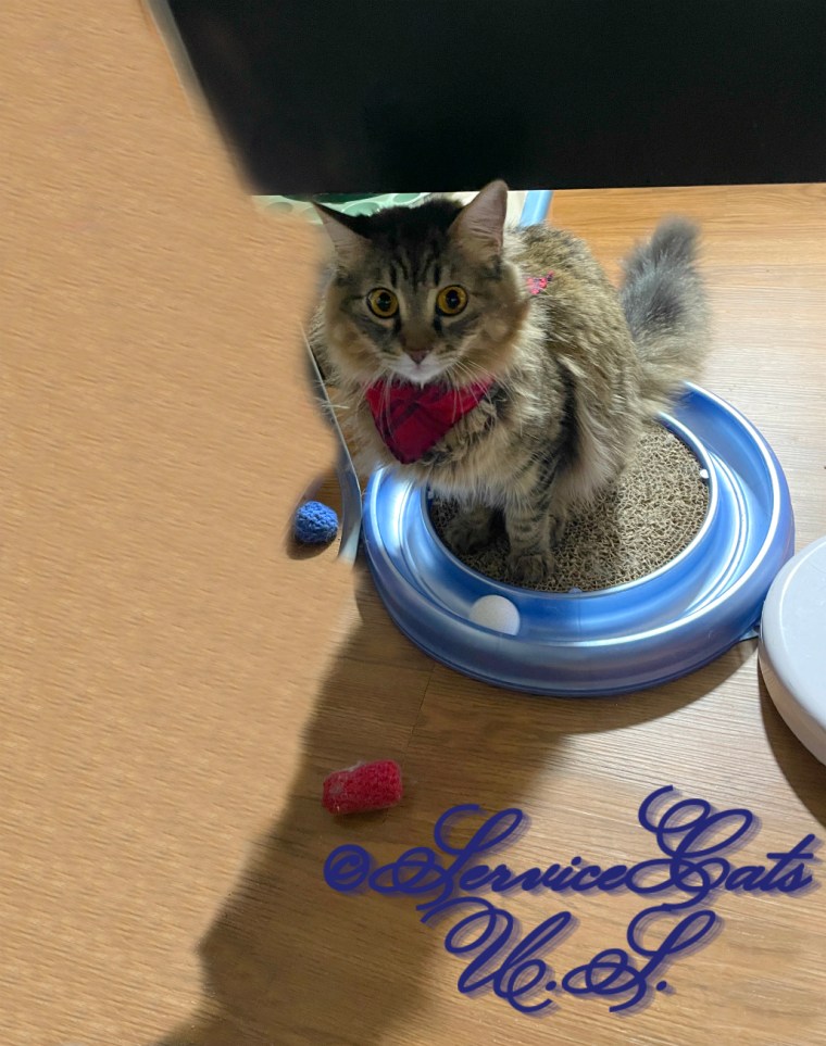 Zebby sits on scratcher in red bandana
