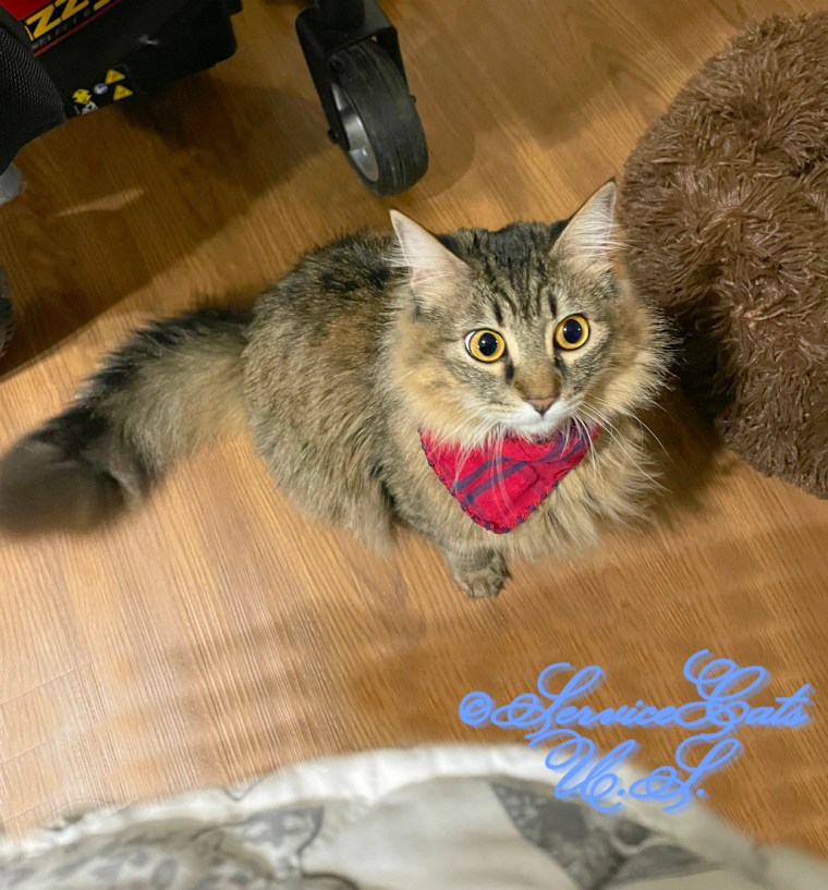 Zebby sits pretty in red bandana