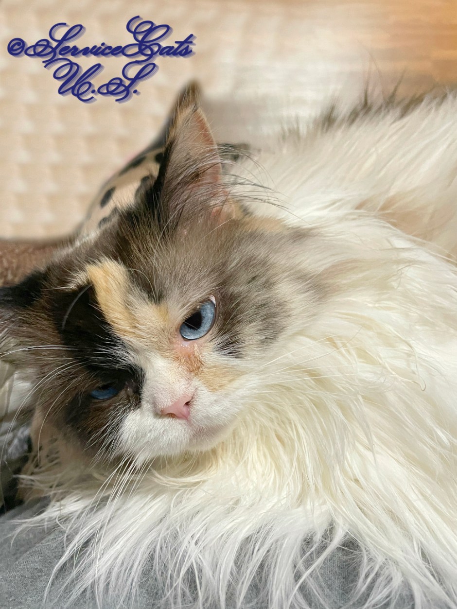 RaenaBelle gets lap loving