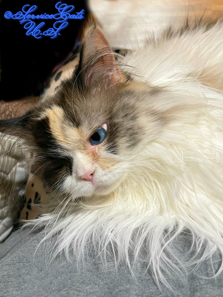 RaenaBelle lap loving selfie