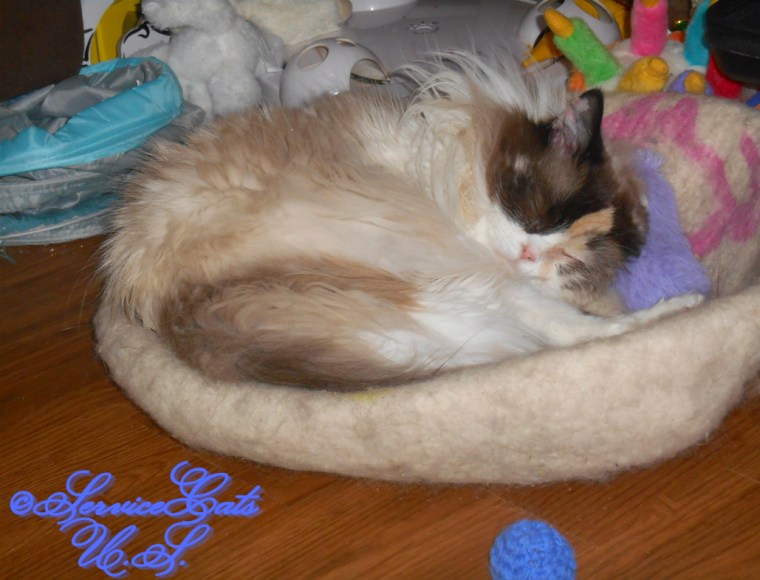 Raena sleeps on cat ball, selfie