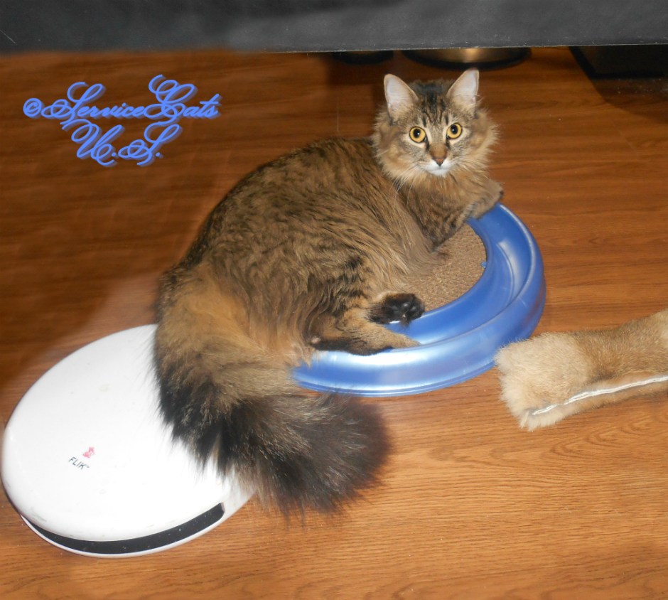 Zebby lays on turbo scratcher with floofy tail outstretched