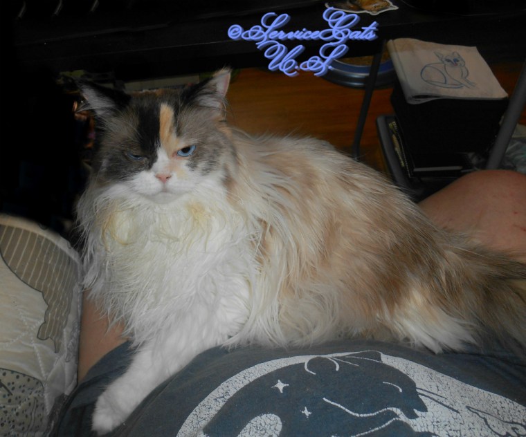 RaenaBelle lays in lap