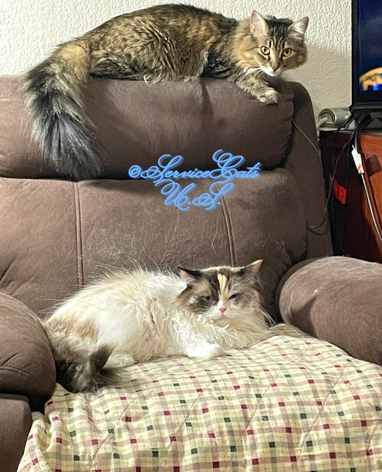 Raena and Zebby lay on the chair