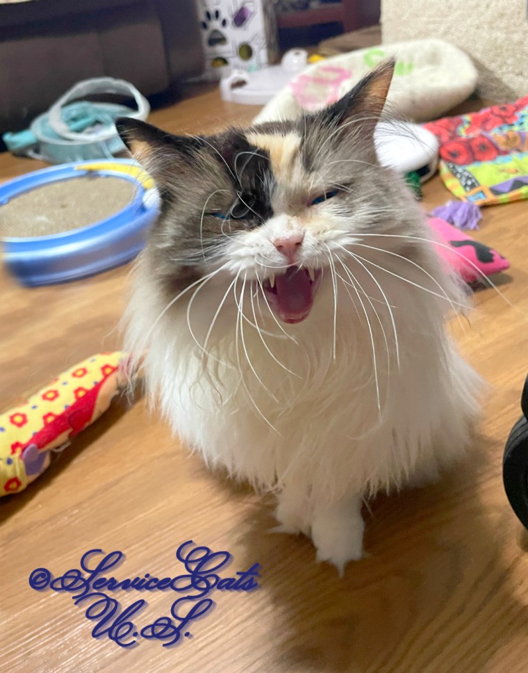 Raena sits with mouth open, yawning