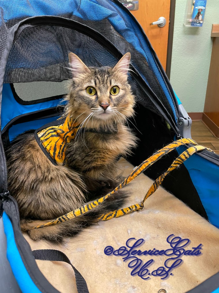 Zebby sits pretty in the stroller at the vet