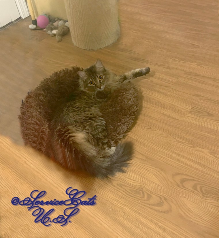 Zebby lays in cat bed