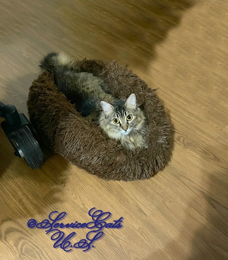 Zebby lays in the fluffy cat bed