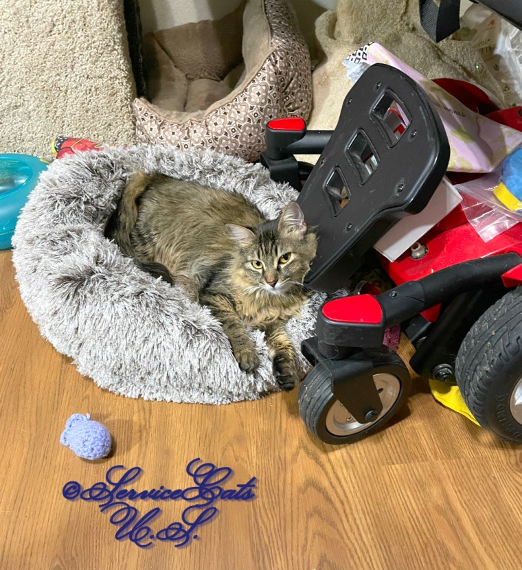 Zebby lays in cat bed