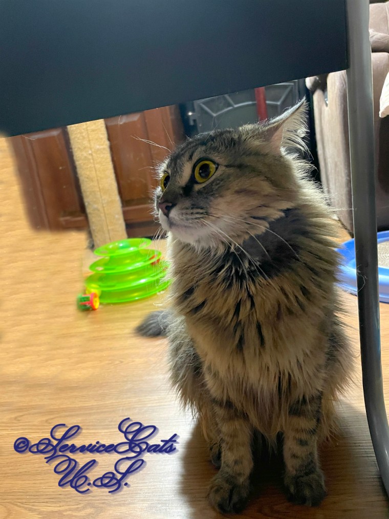 Zebby shows off his shaved neck from bhis vet visit