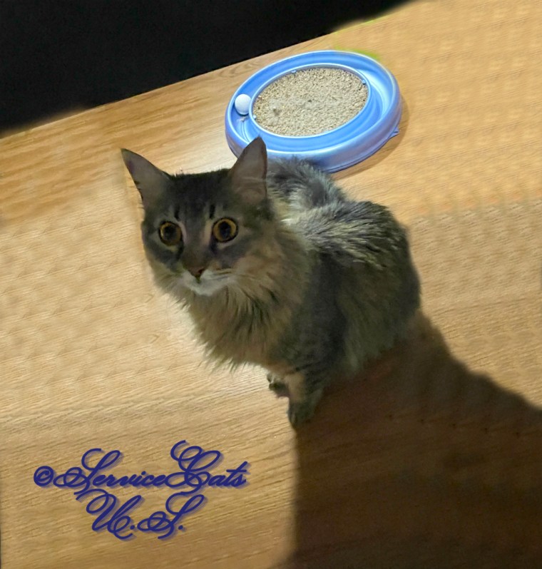 Zebby sits pretty under the desk