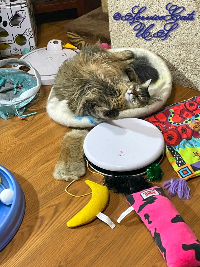 Zebby sleeps on the cat ball