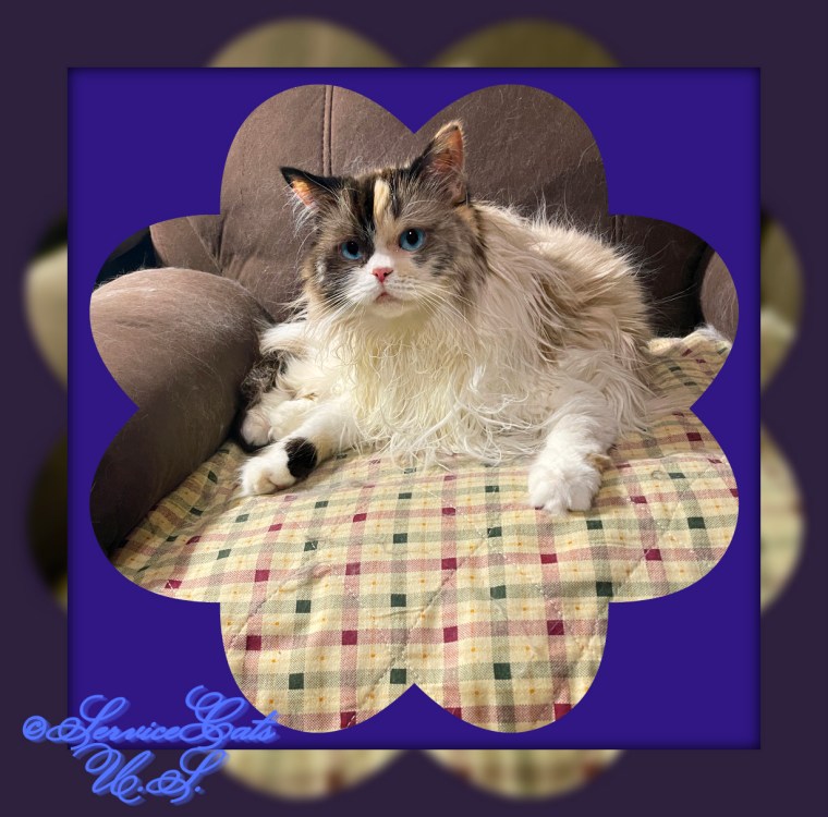 Raena lays in chair framed