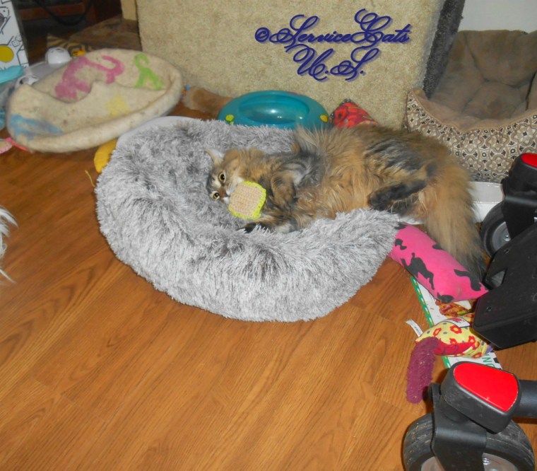 Zebby plays with toast