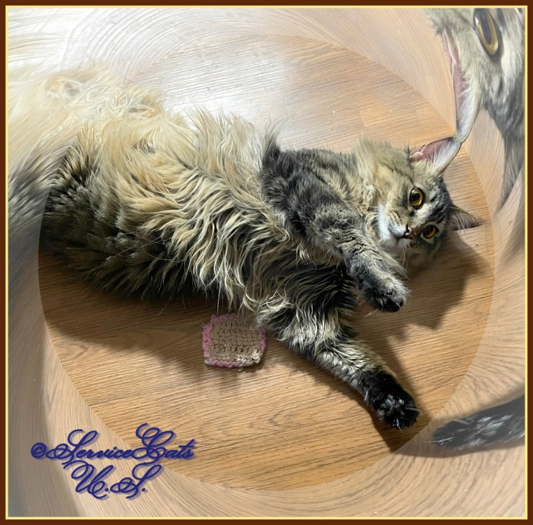 Zebby plays with toast tunnel vision framed