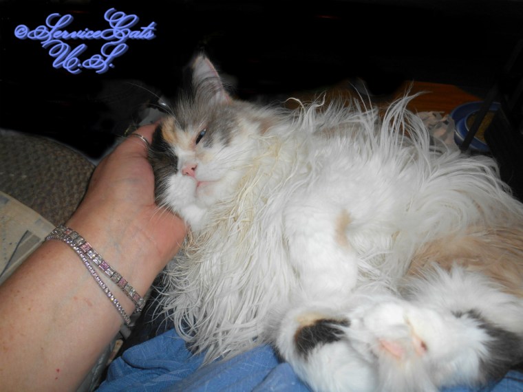 Raena gets lap loving