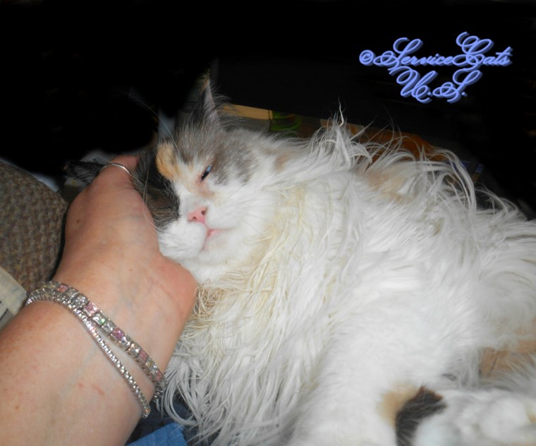 Raena gets lap loving