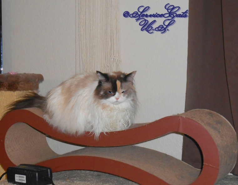 Raena lays on scratcher