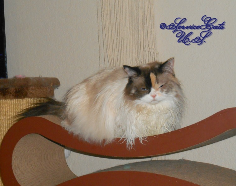 Raena lays on scratcher