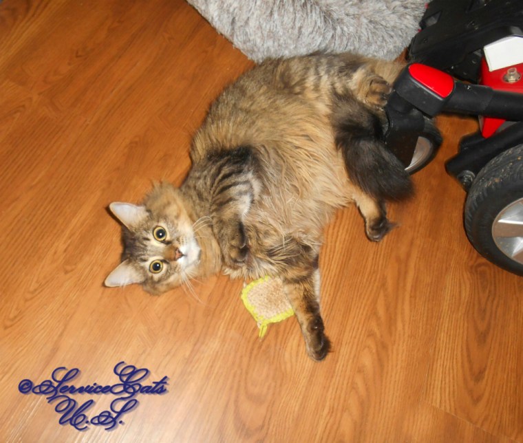 Zebby rolls on the floor