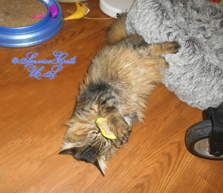 Zebby plays with toast