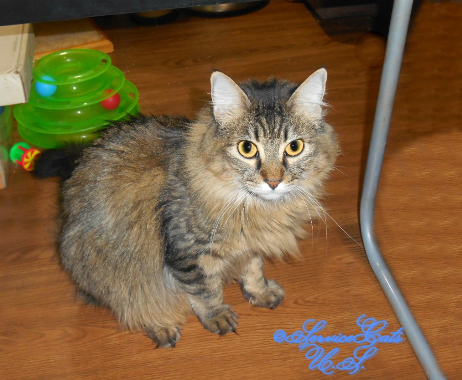 Zebby sits pretty pose, selfie