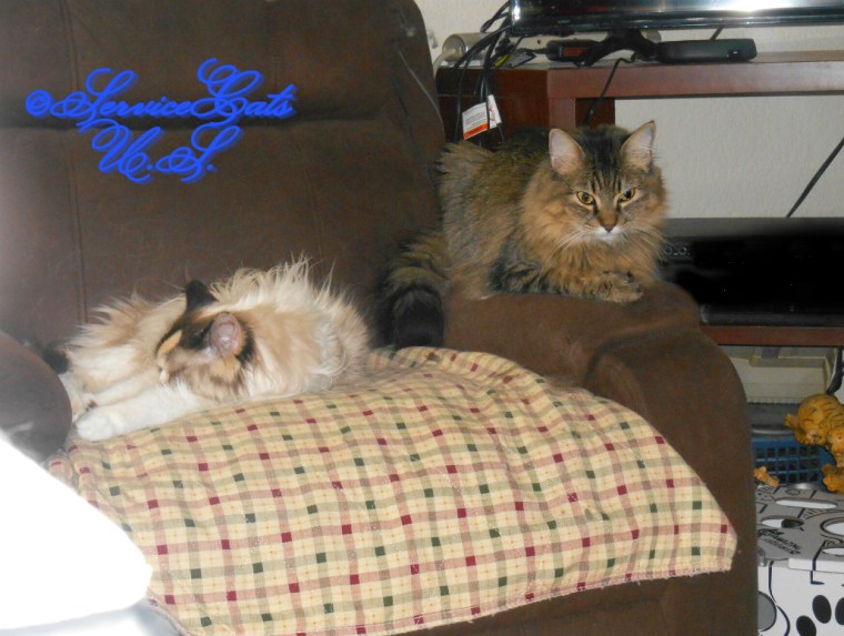 Raena and Zebby lay in chair